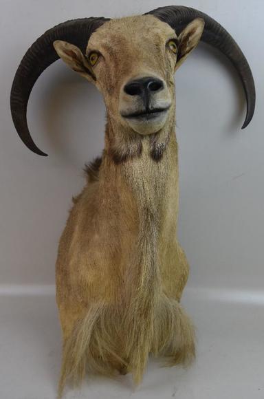 Image for Alderfer Simulcast: Field & Stream, Taxidermy and Sporting Auction - 5-31-18