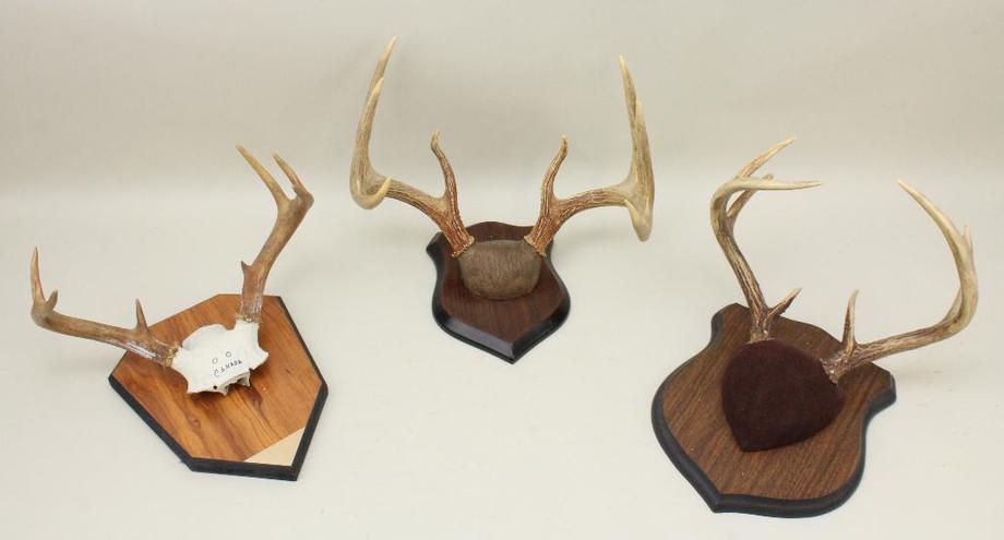 Image for Alderfer Simulcast: Field & Stream, Taxidermy and Sporting Auction - 5-31-18