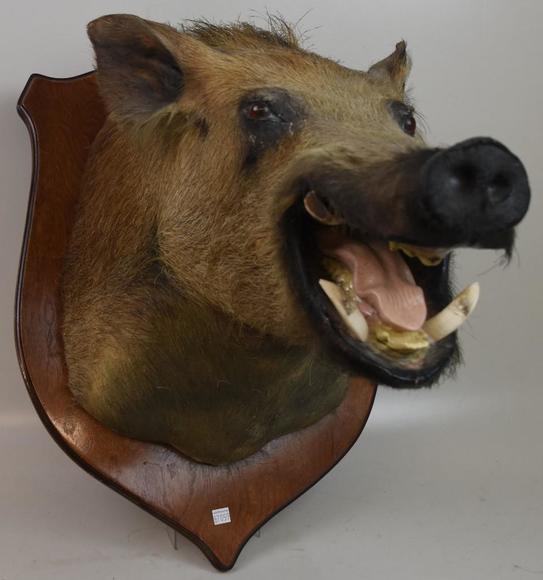 Image for Alderfer Simulcast: Field & Stream, Taxidermy and Sporting Auction - 5-31-18