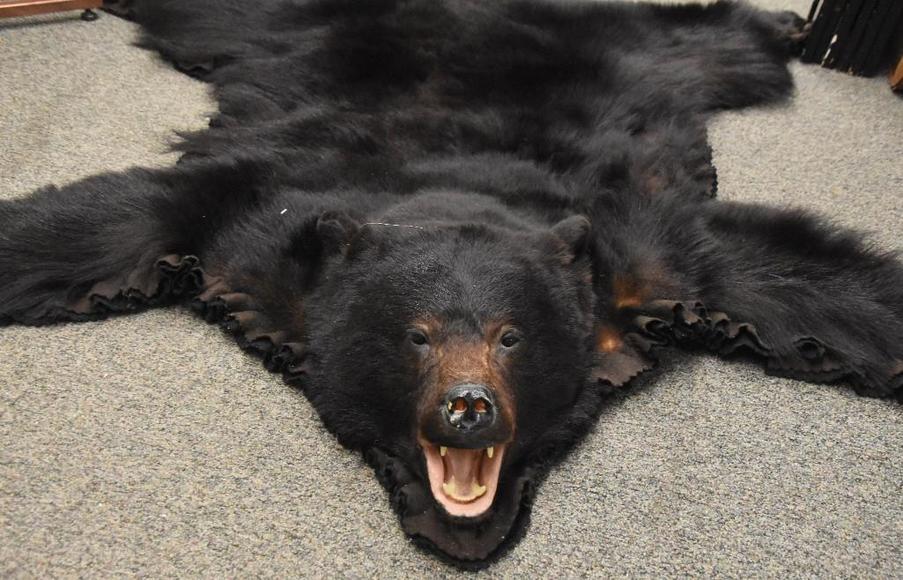 Image for Alderfer Simulcast: Field & Stream, Taxidermy and Sporting Auction - 5-31-18