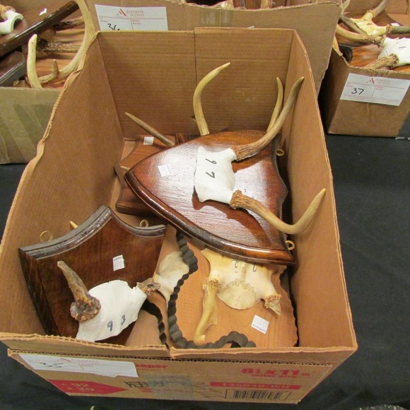 Image for Alderfer Simulcast: Field & Stream, Taxidermy and Sporting Auction - 5-31-18