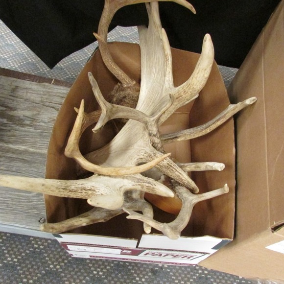 Image for Alderfer Simulcast: Field & Stream, Taxidermy and Sporting Auction - 5-31-18