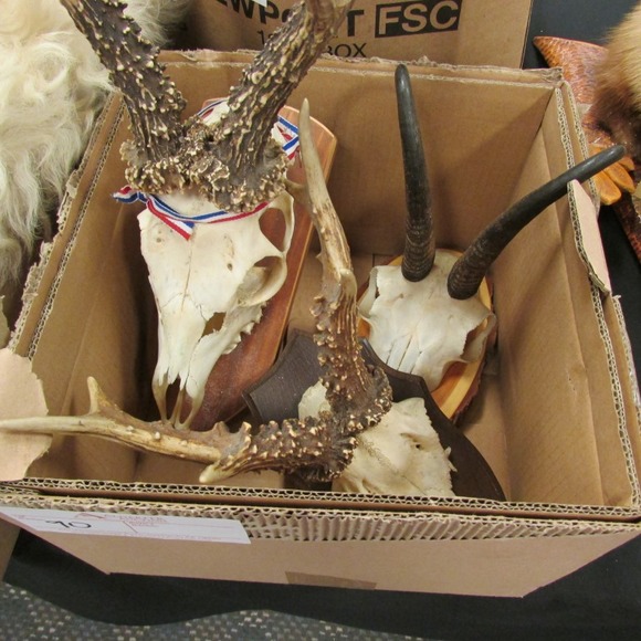 Image for Alderfer Simulcast: Field & Stream, Taxidermy and Sporting Auction - 5-31-18