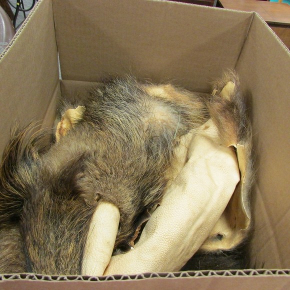 Image for Alderfer Simulcast: Field & Stream, Taxidermy and Sporting Auction - 5-31-18