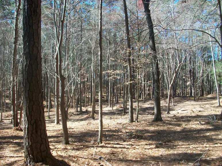 Image for FERNCLIFF SUBDIVISION : PROPERTY AUCTION