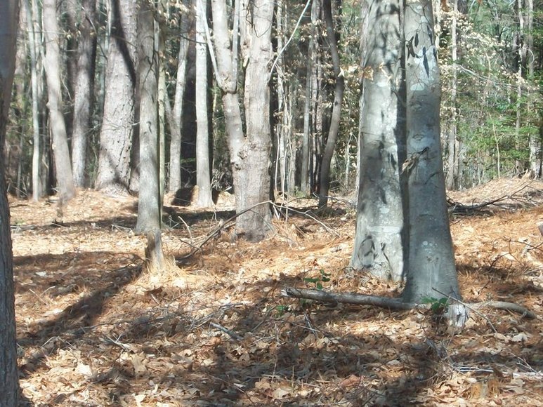 Image for FERNCLIFF SUBDIVISION : PROPERTY AUCTION