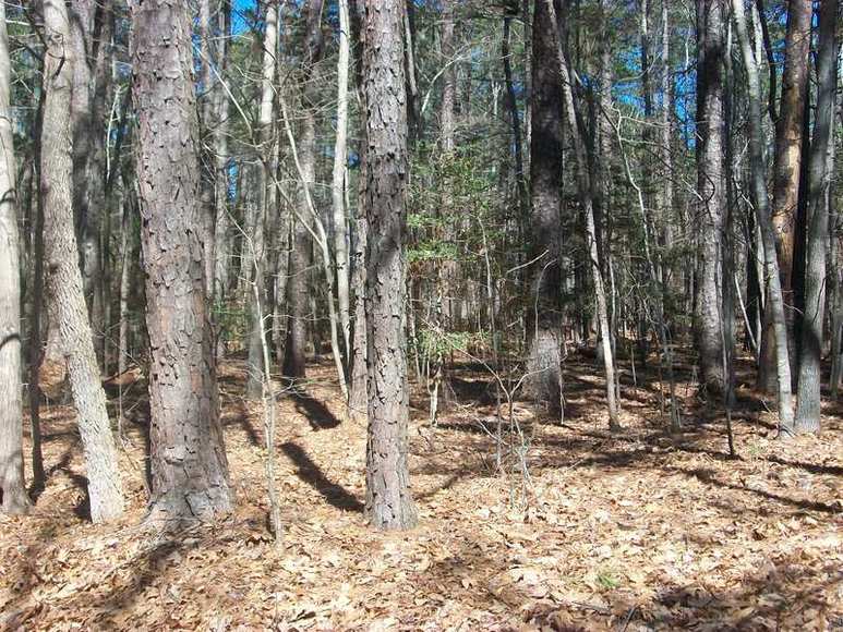 Image for FERNCLIFF SUBDIVISION : PROPERTY AUCTION