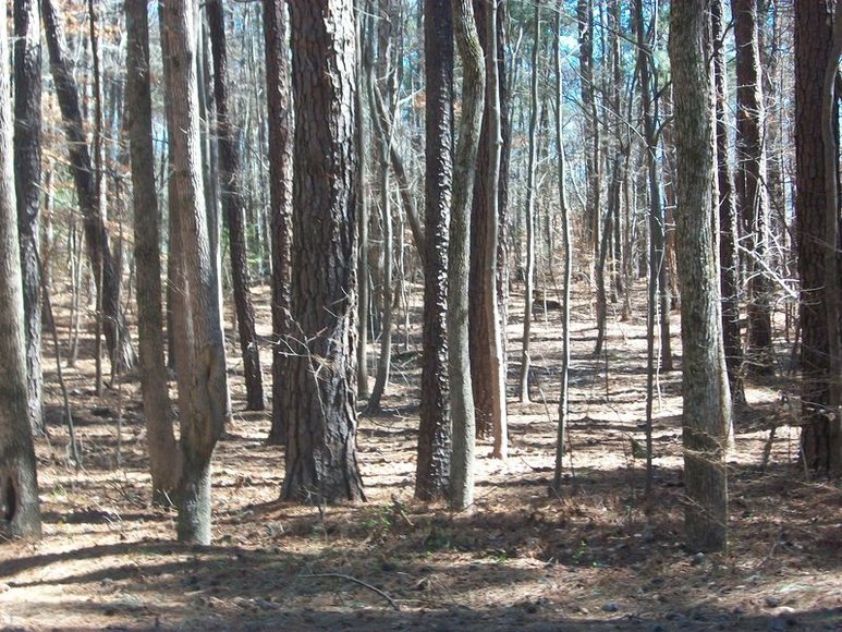 Image for FERNCLIFF SUBDIVISION : PROPERTY AUCTION