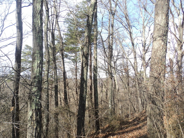 Image for ABSOLUTE LAND AUCTION