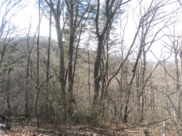 Image for ABSOLUTE LAND AUCTION