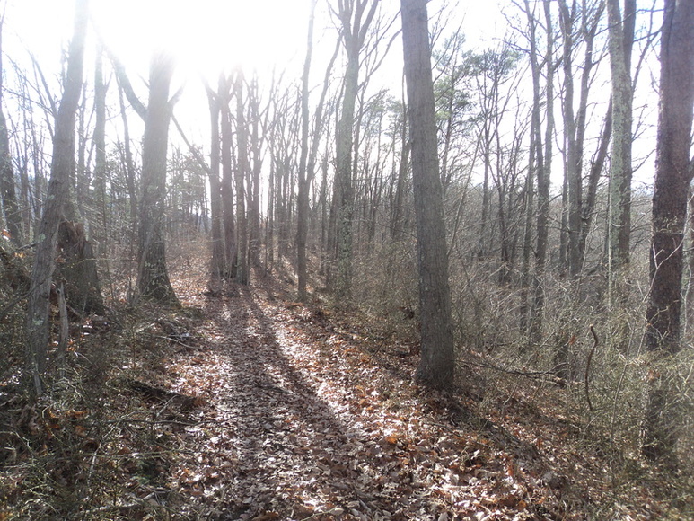 Image for ABSOLUTE LAND AUCTION