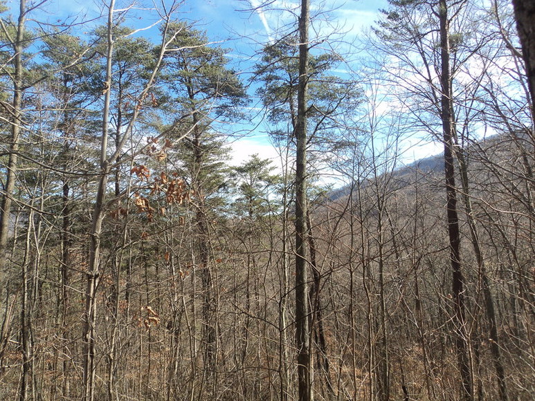 Image for ABSOLUTE LAND AUCTION