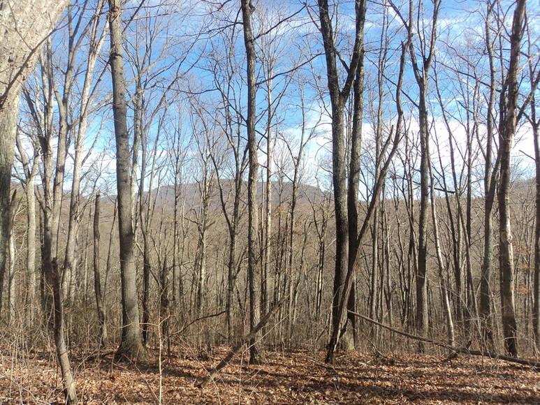 Image for ABSOLUTE LAND AUCTION