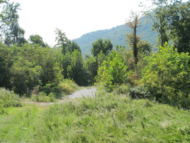 Image for ABSOLUTE AUCTION : 294 ACRES IN FOREST VA