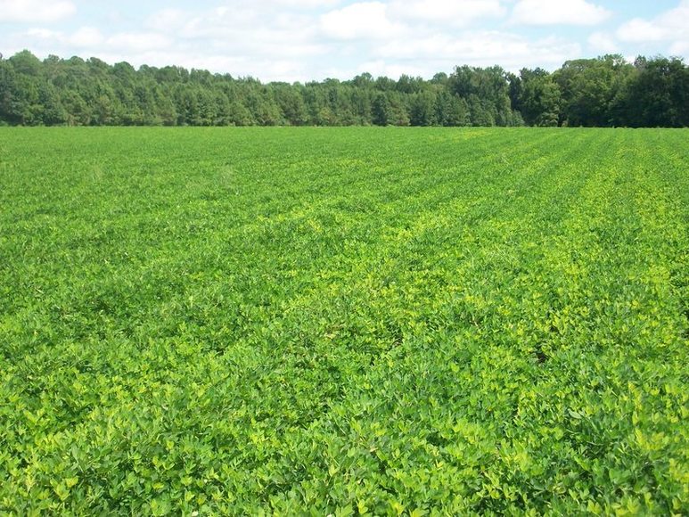 Image for LAND PARCELS + HOME : AYDEN NC