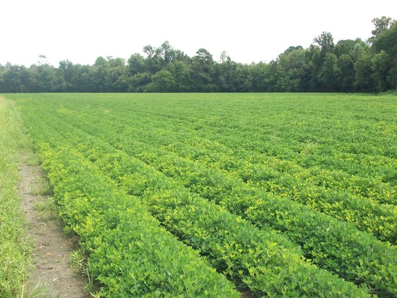 Image for LAND PARCELS + HOME : AYDEN NC