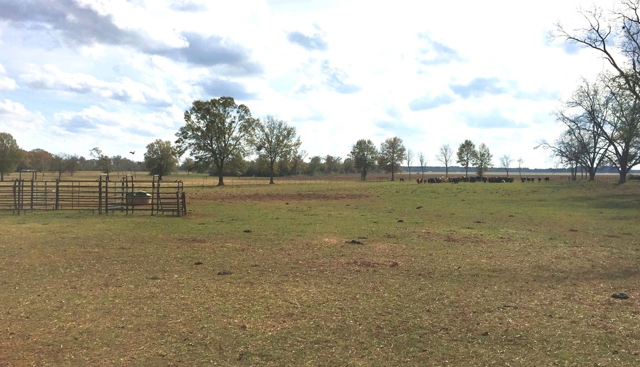 Image for Now Selling at Absolute Auction! 110 +/- Acre Cattle Farm Located in Shellman, Georgia