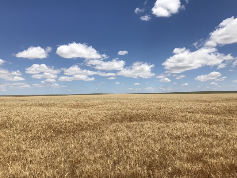 Image for ELLIS W. HITZING AUCTION -  SUCCESSFUL AUCTION - SOLD $642,000