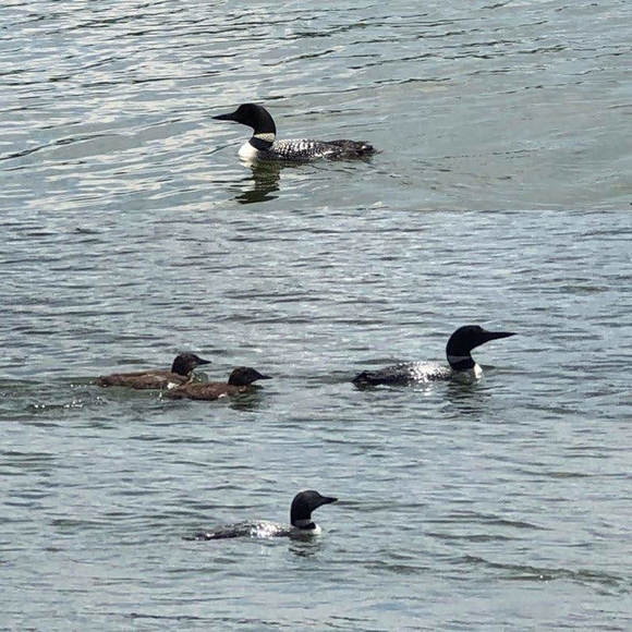 Image for Waterfront Lot on Pine Lake, Cloverleaf Lakes, Shawano County, WI