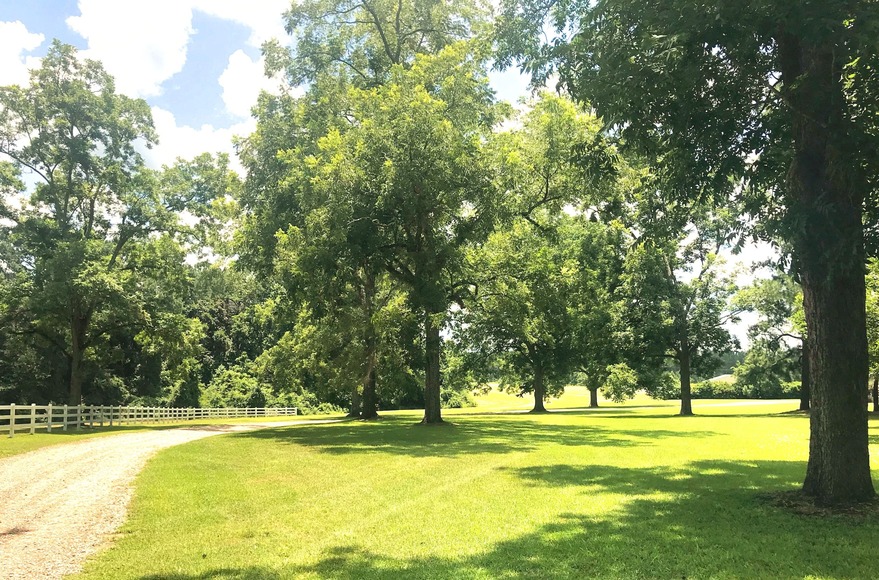 Image for 336 +/- Acre Plantation Tract and Home Located in Thomas County,Georgia