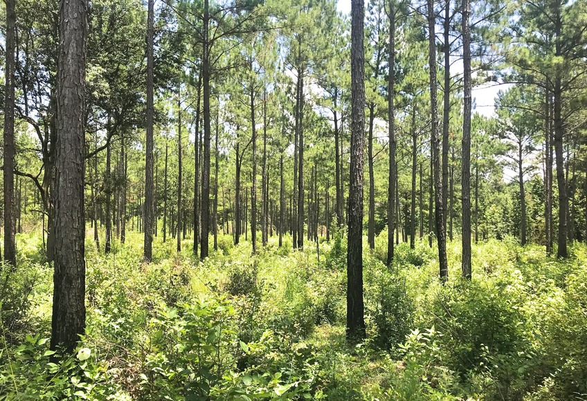 Image for 336 +/- Acre Plantation Tract and Home Located in Thomas County,Georgia