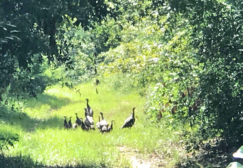 Image for 336 +/- Acre Plantation Tract and Home Located in Thomas County,Georgia