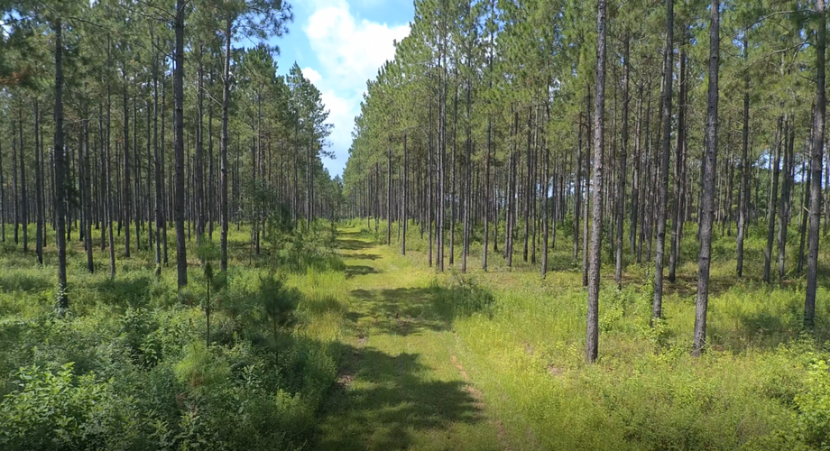 Image for 336 +/- Acre Plantation Tract and Home Located in Thomas County,Georgia