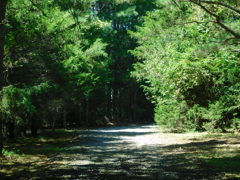 Image for 3 BR/2 BA Home w/Large Work Shop on 3.8 +/- Acres in Orange County, VA