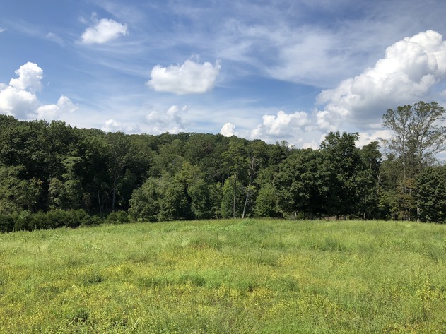 Image for 27.339 +/- Acres in Yadkin County, NC
