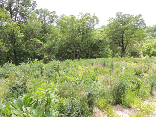 Image for One Acre Building Lot on Virginia Heights Road