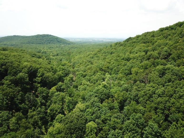 Image for 383 Wooded Acres