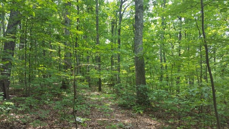 Image for 383 Wooded Acres