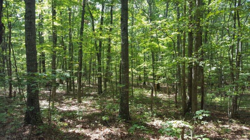 Image for 383 Wooded Acres