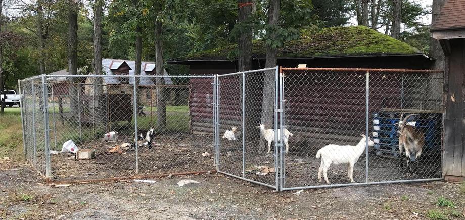 Image for Online Only - Water's Edge Farm Liquidation includes Case Excavator, Chevy Dump Truck, Ford F-450 Flatbed Truck, Stock Trailer, Skid Steer, Pallet Jacks, Stall Doors, Fuel Tank, Livestock & More - Green Lane, PA: 10-11-18