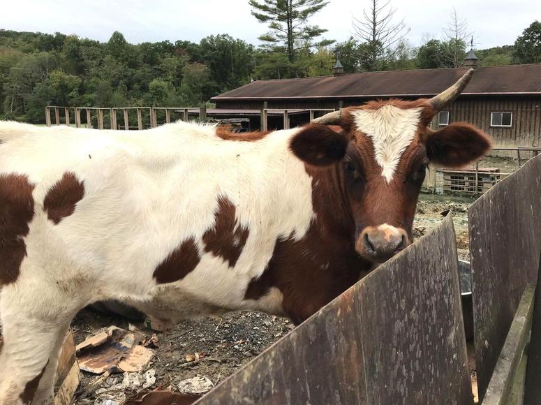 Image for Online Only - Water's Edge Farm Liquidation includes Case Excavator, Chevy Dump Truck, Ford F-450 Flatbed Truck, Stock Trailer, Skid Steer, Pallet Jacks, Stall Doors, Fuel Tank, Livestock & More - Green Lane, PA: 10-11-18