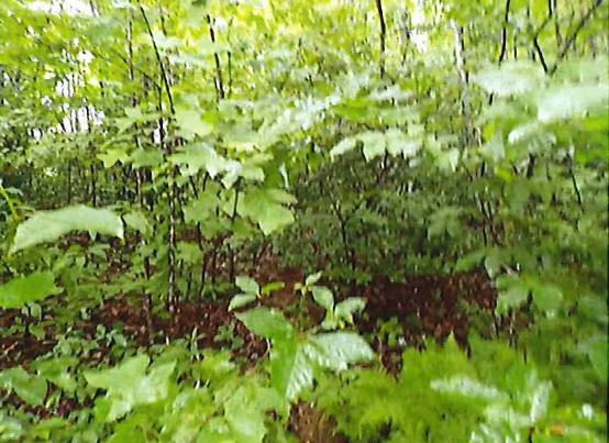 Image for Lot in Catawba Falls Preserve Subdivision - Black Mountain, NC