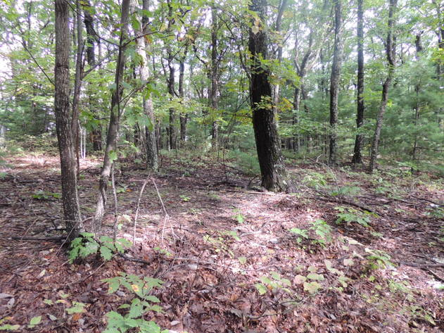 Image for Approximately 50 Acres on Poor Mountain