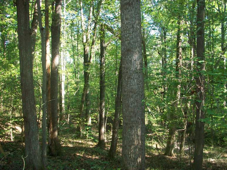 Image for ABSOLUTE Real Estate Auction (Gravely Estate)