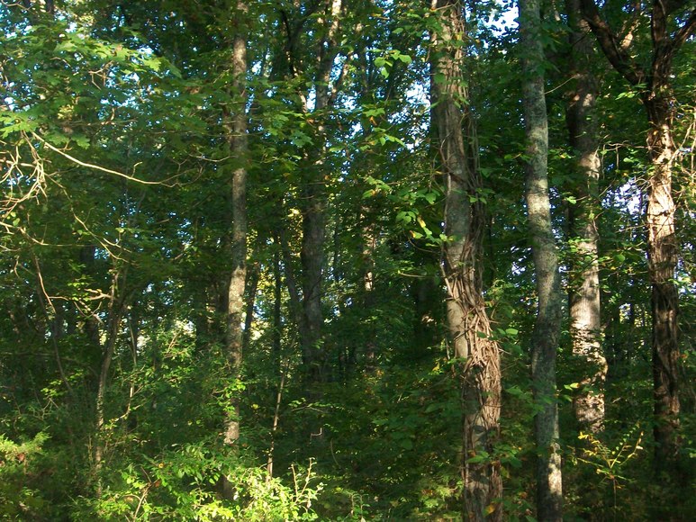 Image for ABSOLUTE Real Estate Auction (Gravely Estate)