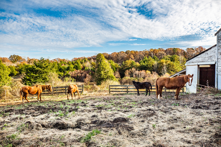 Image for Parcels 1 & 2 - 3 BR/2 BA Farm House (circa 1890), Large Barn, Outbuildings, Pond & Fruit Trees on 50 +/- Acres (offered in 2 parcels)--Sells to the Highest Bidder!!