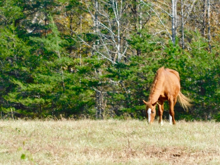 Image for Parcels 1 & 2 - 3 BR/2 BA Farm House (circa 1890), Large Barn, Outbuildings, Pond & Fruit Trees on 50 +/- Acres (offered in 2 parcels)--Sells to the Highest Bidder!!