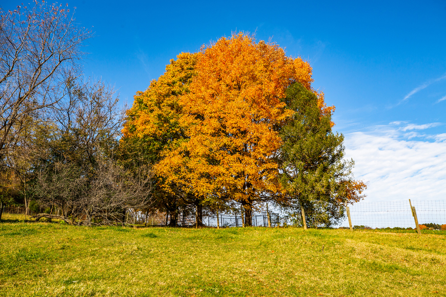 Image for Bear Wallow Farm/David Fultz House:  35 +/- Acres--Immaculately Restored and Historic 4 BR Home, Barn, Pastures & Fencing