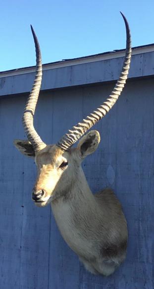 Image for Live and Online - Firearms, Accessories and Taxidermy Auction featuring an Original 1847 Colt Walker #122 attributed to C-Company of the Texas Rangers: 12-18-18