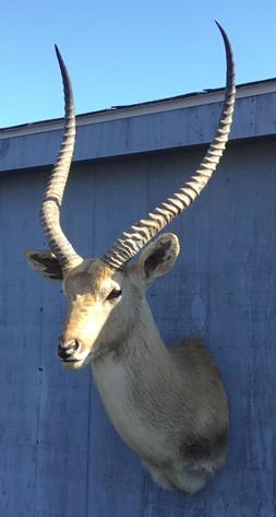 Image for Live and Online - Firearms, Accessories and Taxidermy Auction featuring an Original 1847 Colt Walker #122 attributed to C-Company of the Texas Rangers: 12-18-18