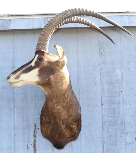 Image for Live and Online - Firearms, Accessories and Taxidermy Auction featuring an Original 1847 Colt Walker #122 attributed to C-Company of the Texas Rangers: 12-18-18