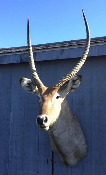 Image for Live and Online - Firearms, Accessories and Taxidermy Auction featuring an Original 1847 Colt Walker #122 attributed to C-Company of the Texas Rangers: 12-18-18