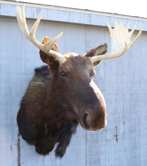 Image for Live and Online - Firearms, Accessories and Taxidermy Auction featuring an Original 1847 Colt Walker #122 attributed to C-Company of the Texas Rangers: 12-18-18
