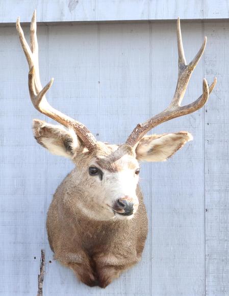 Image for Live and Online - Firearms, Accessories and Taxidermy Auction featuring an Original 1847 Colt Walker #122 attributed to C-Company of the Texas Rangers: 12-18-18