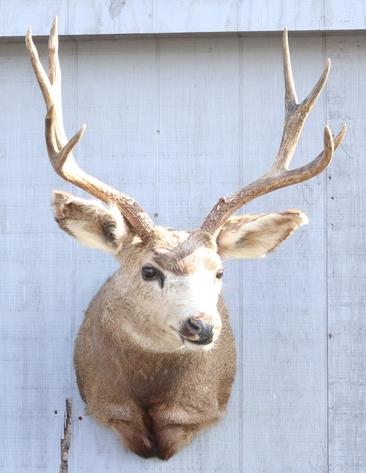 Image for Live and Online - Firearms, Accessories and Taxidermy Auction featuring an Original 1847 Colt Walker #122 attributed to C-Company of the Texas Rangers: 12-18-18