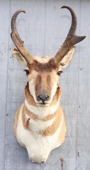 Image for Live and Online - Firearms, Accessories and Taxidermy Auction featuring an Original 1847 Colt Walker #122 attributed to C-Company of the Texas Rangers: 12-18-18